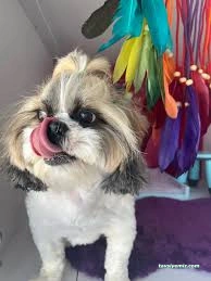 Pet Store 45 Pet Store 45