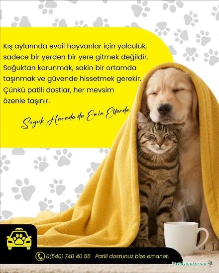 Pet Taxi Nakil