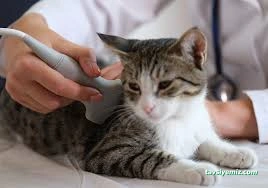 Pet412 Veteriner Kliniği Pet412 Veteriner Kliniği