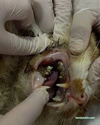 Petistan Veteriner Kliniği Petistan Veteriner Kliniği