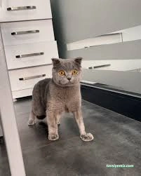 Petistan Veteriner Kliniği Petistan Veteriner Kliniği