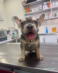 Petistan Veteriner Kliniği Petistan Veteriner Kliniği