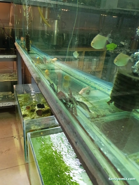 Petra Aqua Petshop Petra Aqua Petshop