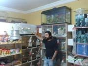 Petshop Petshop