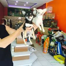 Petshop Petshop