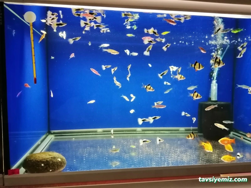 Petshop Beril Akvaryum Petshop Beril Akvaryum