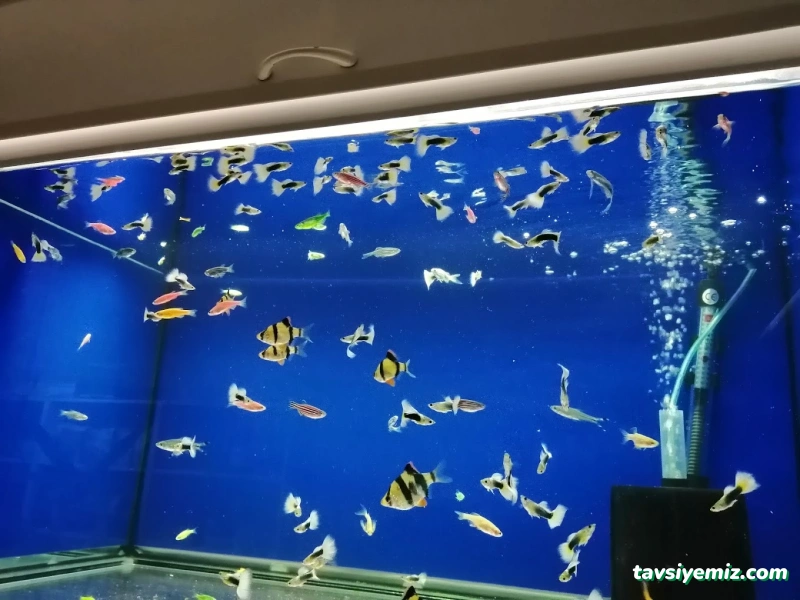 Petshop Beril Akvaryum Petshop Beril Akvaryum