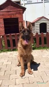 Proteo K9 Akademi | Pet Otel Proteo K9 Akademi | Pet Otel