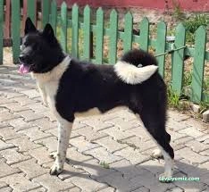 Proteo K9 Akademi | Pet Otel Proteo K9 Akademi | Pet Otel