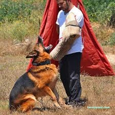 Proteo K9 Akademi | Pet Otel Proteo K9 Akademi | Pet Otel