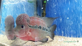 Rainbow Akvaryum