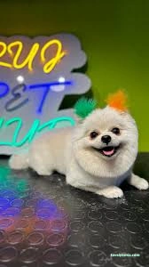 Ruj Pet Grooming Ruj Pet Grooming