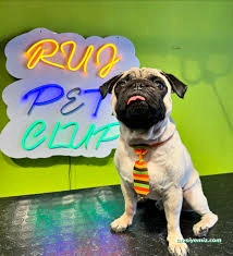 Ruj Pet Grooming Ruj Pet Grooming