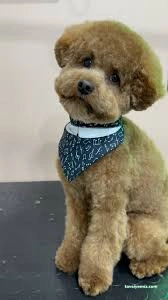 Ruj Pet Grooming Ruj Pet Grooming