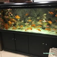 Safari Akvaryum Kongre Toptan &Parakende Safari Akvaryum Kongre Toptan &Parakende