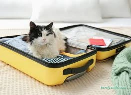Samsun Kedi Oteli Samsun Kedi Oteli
