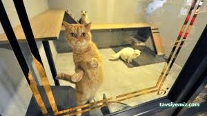 Samsun Kedi Oteli Samsun Kedi Oteli