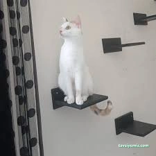 Samsun Kedi Oteli Samsun Kedi Oteli