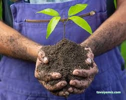 Sedir Tarım Süs Bitkileri Ve Fidanlığı Sedir Tarım Süs Bitkileri Ve Fidanlığı