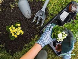 Sedir Tarım Süs Bitkileri Ve Fidanlığı Sedir Tarım Süs Bitkileri Ve Fidanlığı