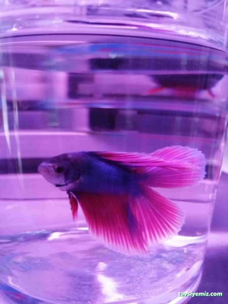 Sera Aquarium Pet Market & Pet Center & Pet Shop Sera Aquarium Pet Market & Pet Center & Pet Shop