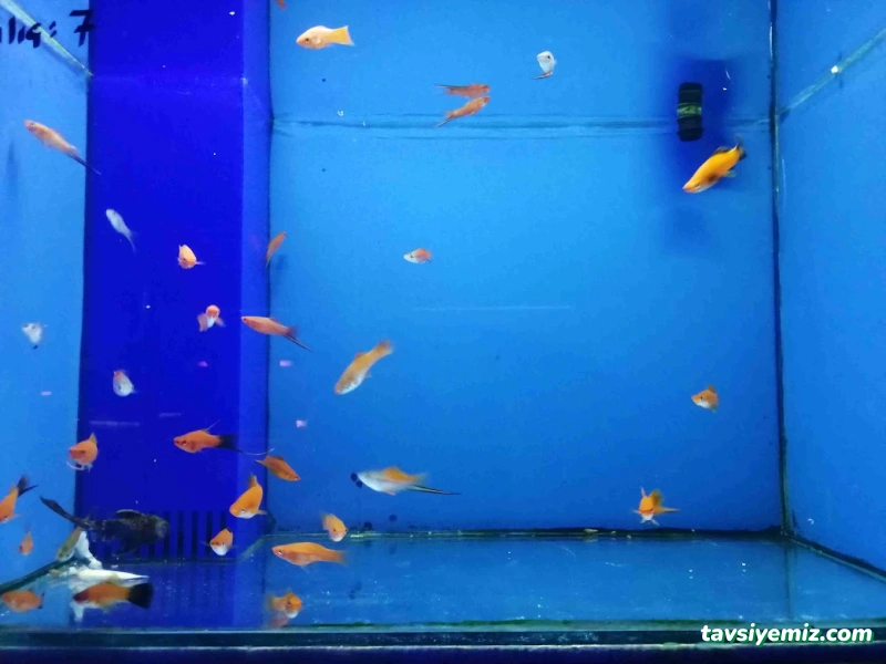 Sera Aquarium Pet Market & Pet Center & Pet Shop Sera Aquarium Pet Market & Pet Center & Pet Shop