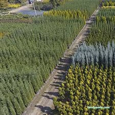 Sera Park Tarım Peyzaj Fidancılık Sera Park Tarım Peyzaj Fidancılık