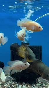 Sergo Petshop Sergo Petshop