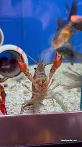 Sergo Petshop Sergo Petshop