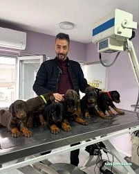 Şifa Veteriner Kliniği Şifa Veteriner Kliniği