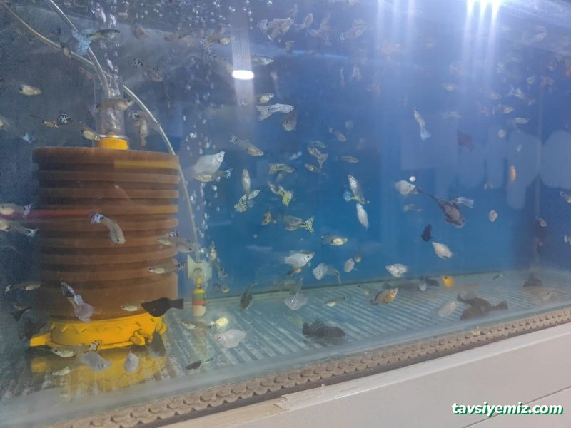 Siirt Petpark Petshop Akvaryum