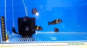 Siirt Petpark Petshop Akvaryum Siirt Petpark Petshop Akvaryum