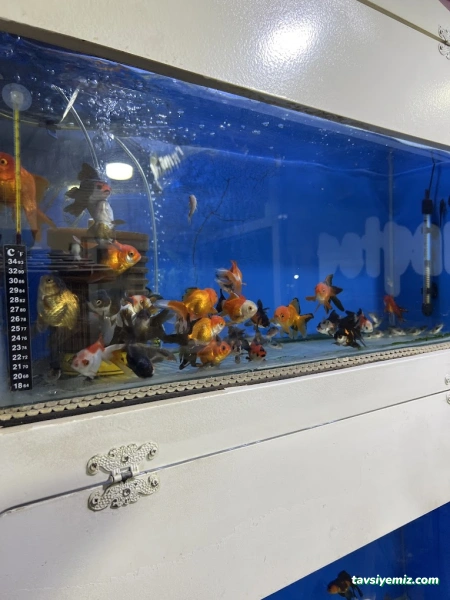 Siirt Petpark Petshop Akvaryum