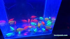 Siirt Petpark Petshop Akvaryum Siirt Petpark Petshop Akvaryum
