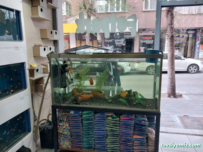 Siirt Petpark Petshop Akvaryum