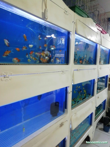 Siirt Petpark Petshop Akvaryum