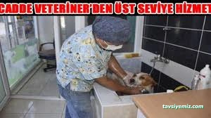 Sinop Cadde Veteriner Kliniği Sinop Cadde Veteriner Kliniği