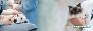 Sinop Cadde Veteriner Kliniği Sinop Cadde Veteriner Kliniği