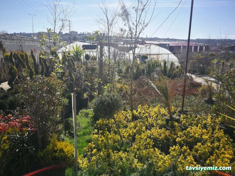 Sinop Peyzaj Çiçekçilik Ve Fidancılık Sinop Peyzaj Çiçekçilik Ve Fidancılık