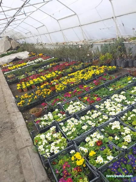 Sinop Peyzaj Çiçekçilik Ve Fidancılık Sinop Peyzaj Çiçekçilik Ve Fidancılık