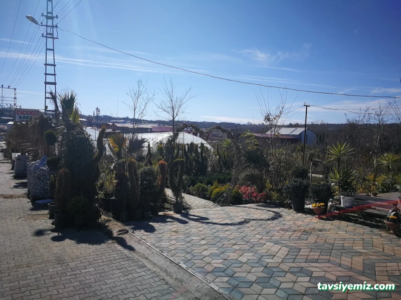 Sinop Peyzaj Çiçekçilik Ve Fidancılık Sinop Peyzaj Çiçekçilik Ve Fidancılık