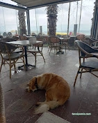 Sky Garden Cafe Sky Garden Cafe
