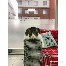 Soho-Pet Veteriner Kliniği Soho-Pet Veteriner Kliniği