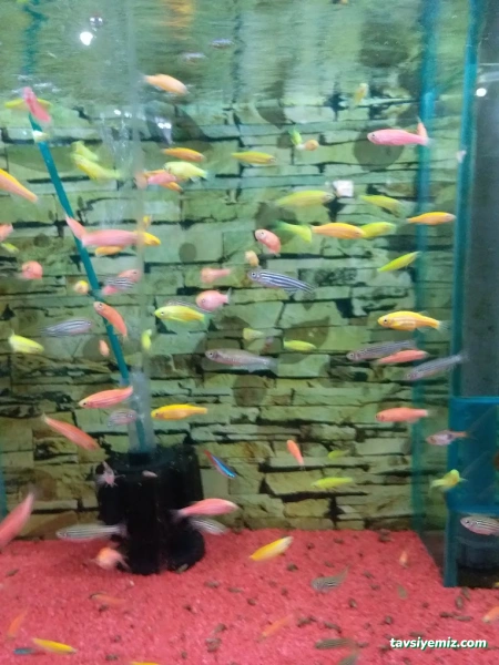 Sude Pet Shop Sude Pet Shop