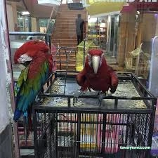 Tez Akvaryum(Pet Shop) & Sportif Av Malzemeleri