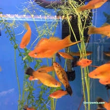 Tez Akvaryum(Pet Shop) & Sportif Av Malzemeleri