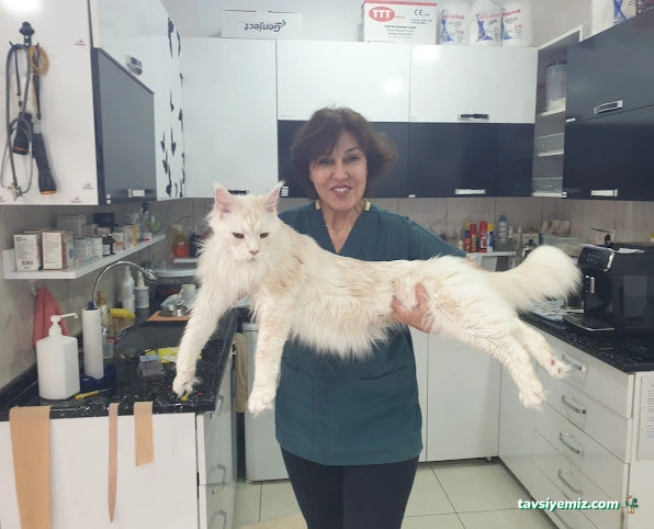 Tülin Hanım Veteriner Kliniği