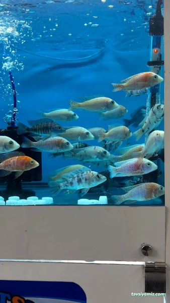 Umut Petshop Umut Petshop