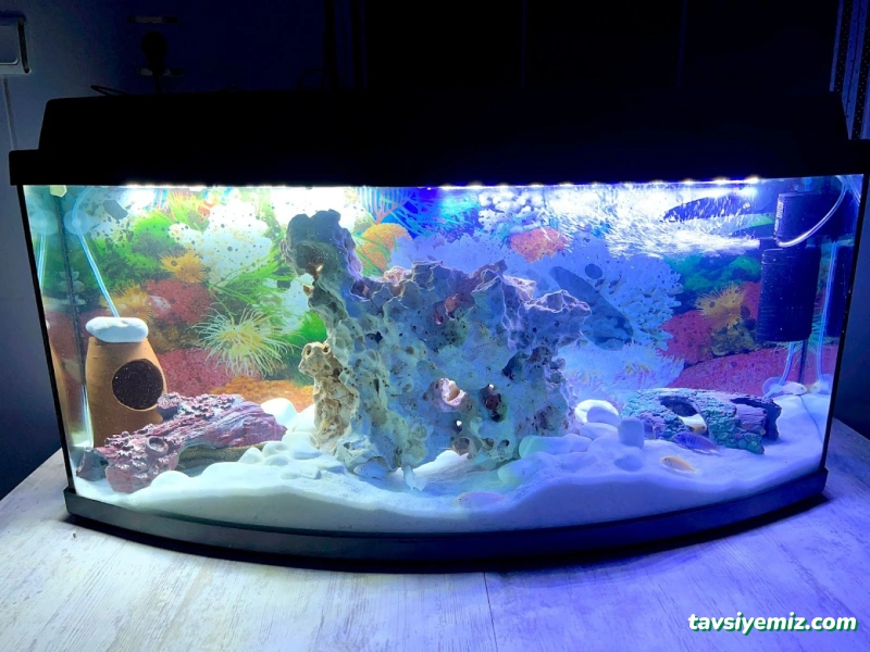 Umut Petshop Umut Petshop