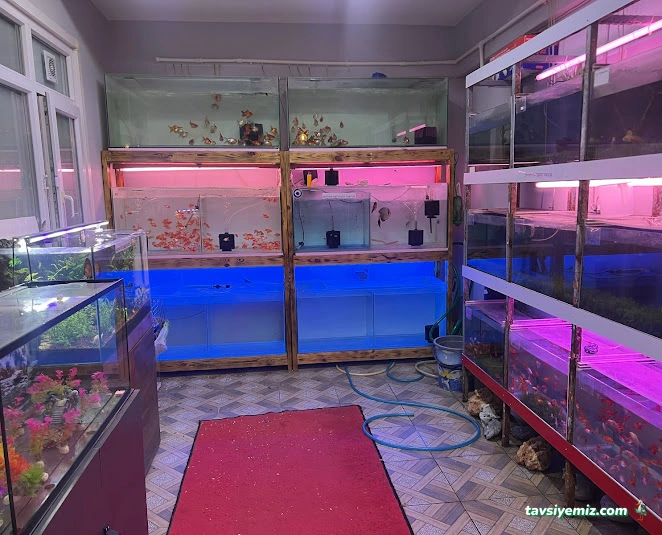 Ünalan Pet Store Malezya Discus (Paket Servis) | Emaar Square Pet Shop